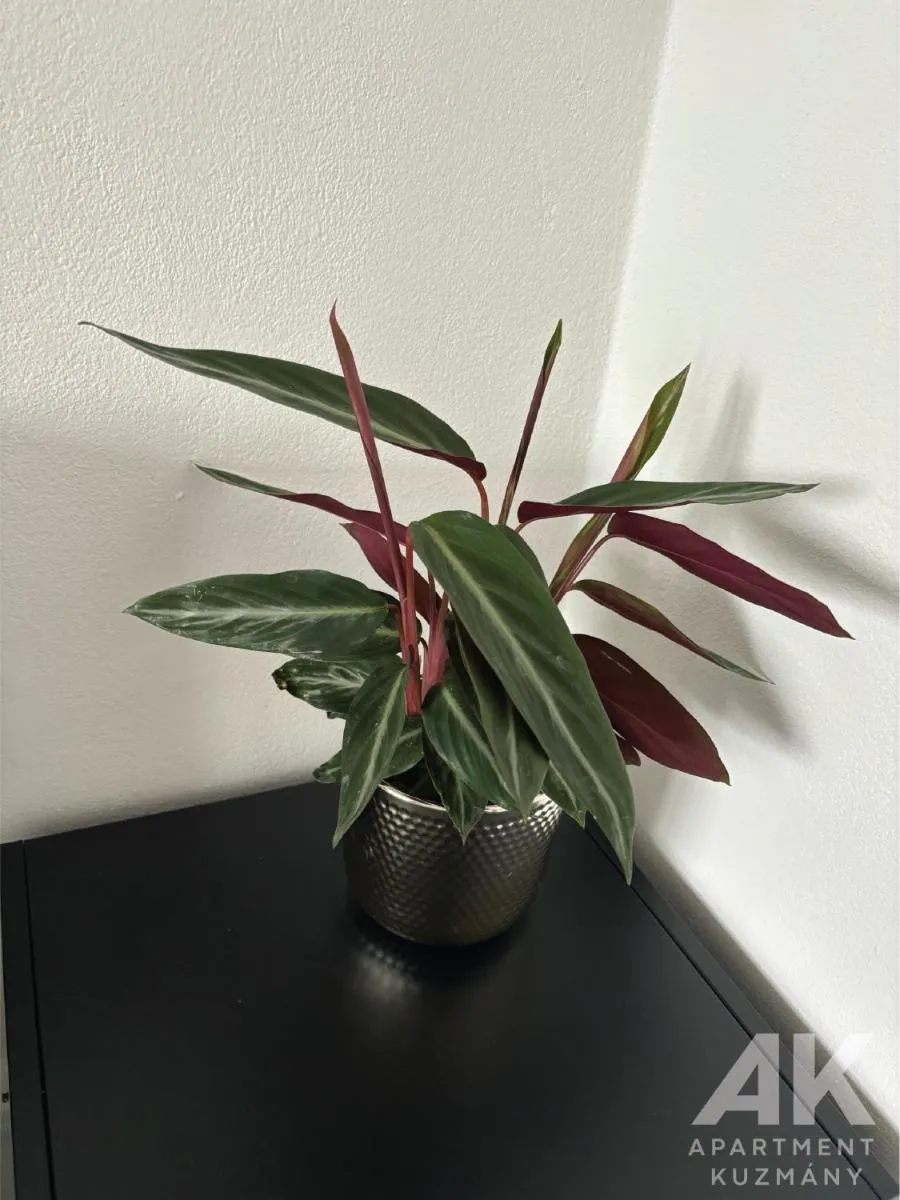 Image 6 of Apartment Kuzmany