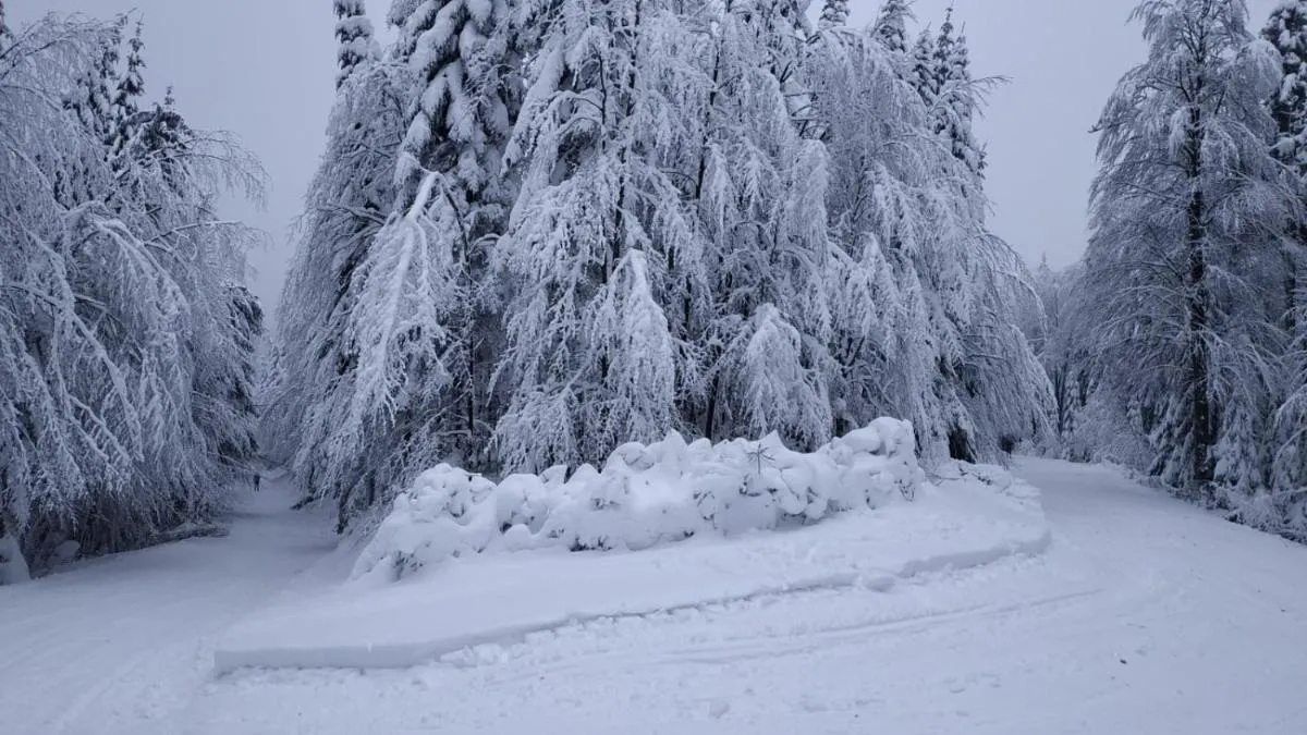 Image 6 of Kordíky