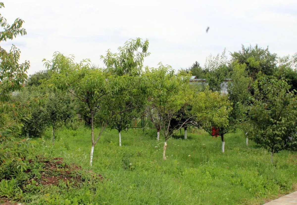 Image 3 of Anuța