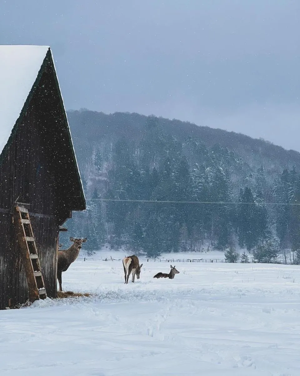 Image 6 of Glamping Iurte Mongole Spiritul Zimbrului