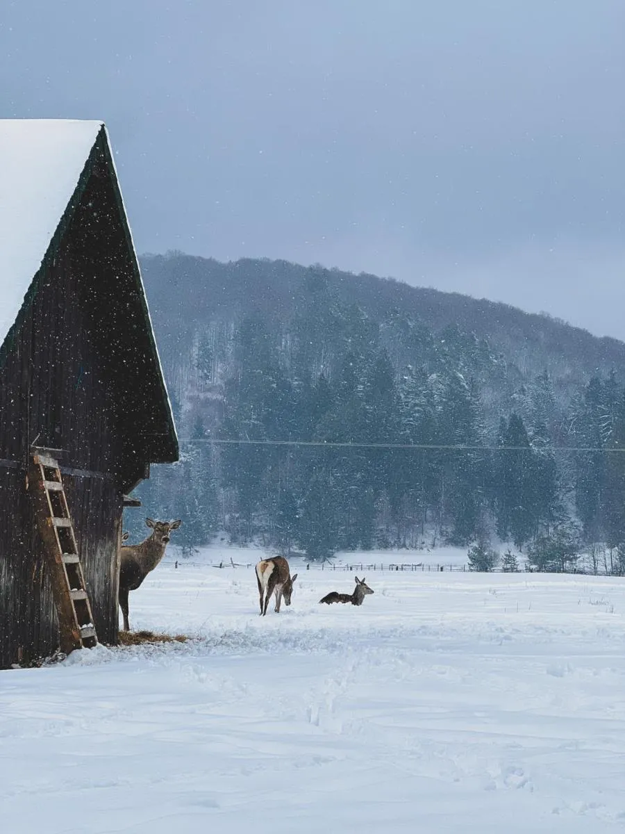 Image 4 of Glamping Spiritul Zimbrului