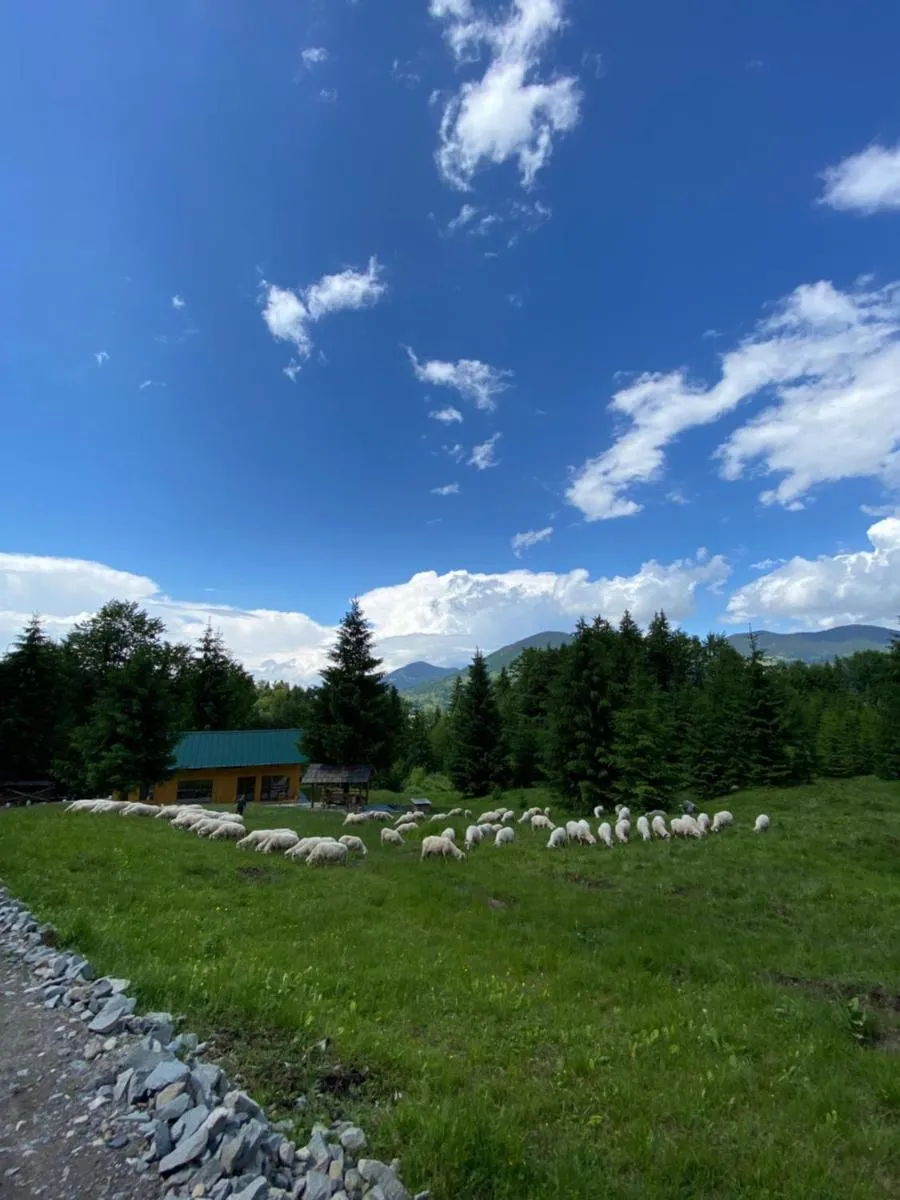 Image 7 of Granero Colibita