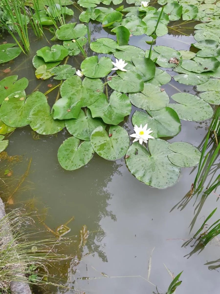 Image 5 of Moara Viselor