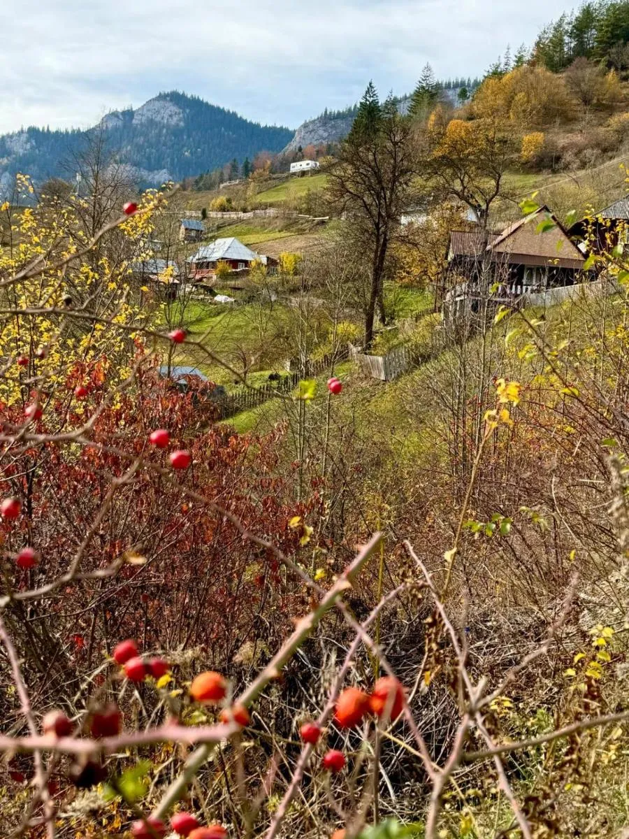 Image 5 of Pensiunea Cheile Șugăului
