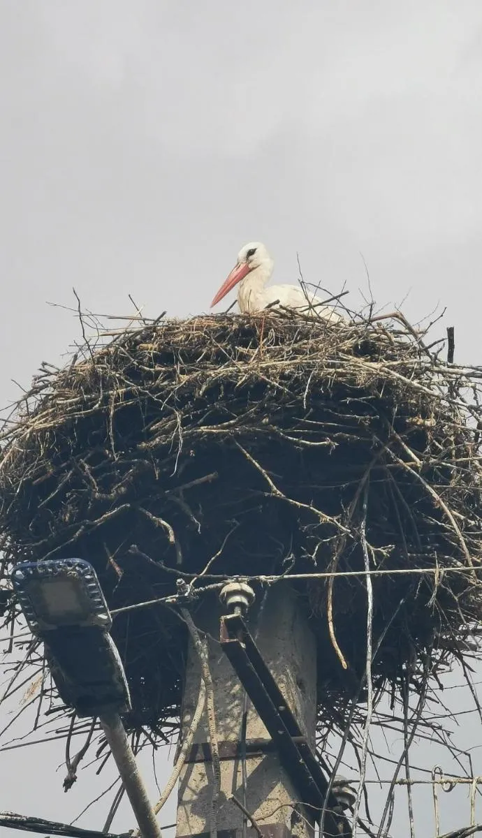 Image 6 of The River Nest