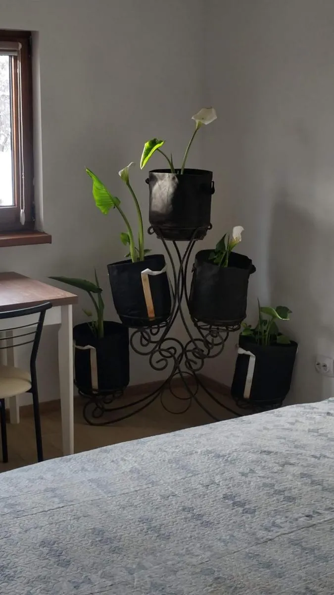 Image 3 of Будинок біля лісу