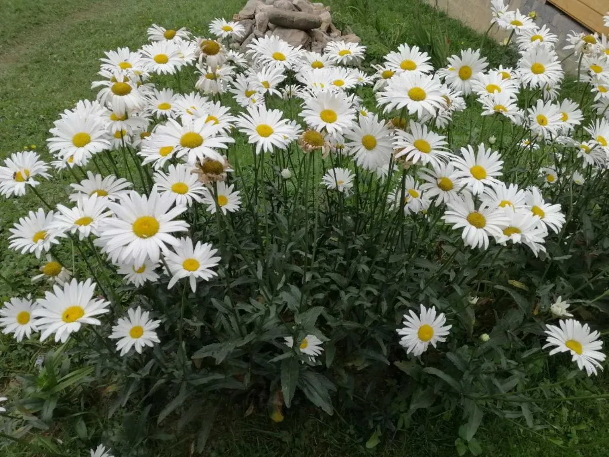 Image 3 of Marichka